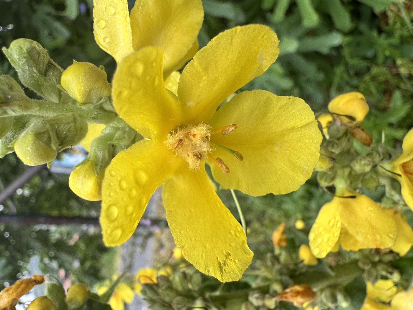 Mullein (molenn) — Verbascum thapsus, used in Haitian and Caribbean herbal tradition