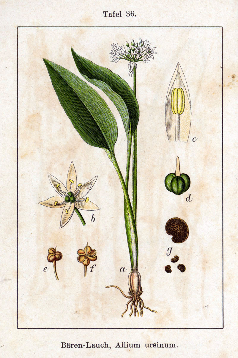 Wild garlic (Lay sovaj) — Allium ursinum, used in Haitian and Caribbean herbal tradition