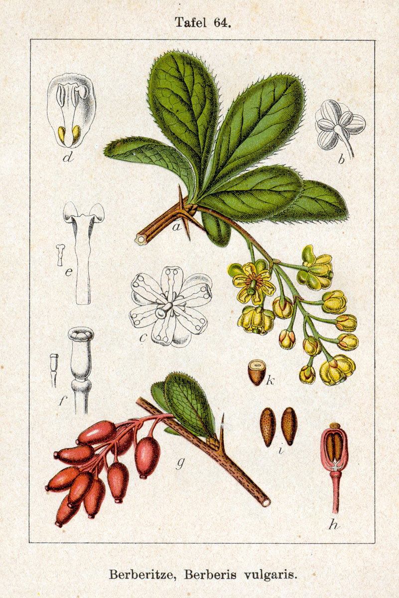 Berberis (Epeng vyolet) — Berberis vulgaris, used in Haitian and Caribbean herbal tradition