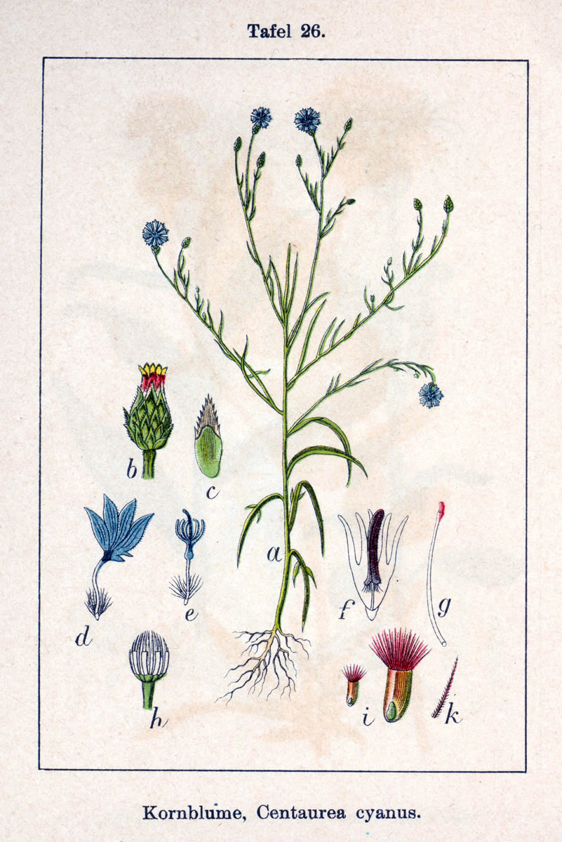 Cornflower (Ble koukouy) — Centaurea cyanus, used in Haitian and Caribbean herbal tradition
