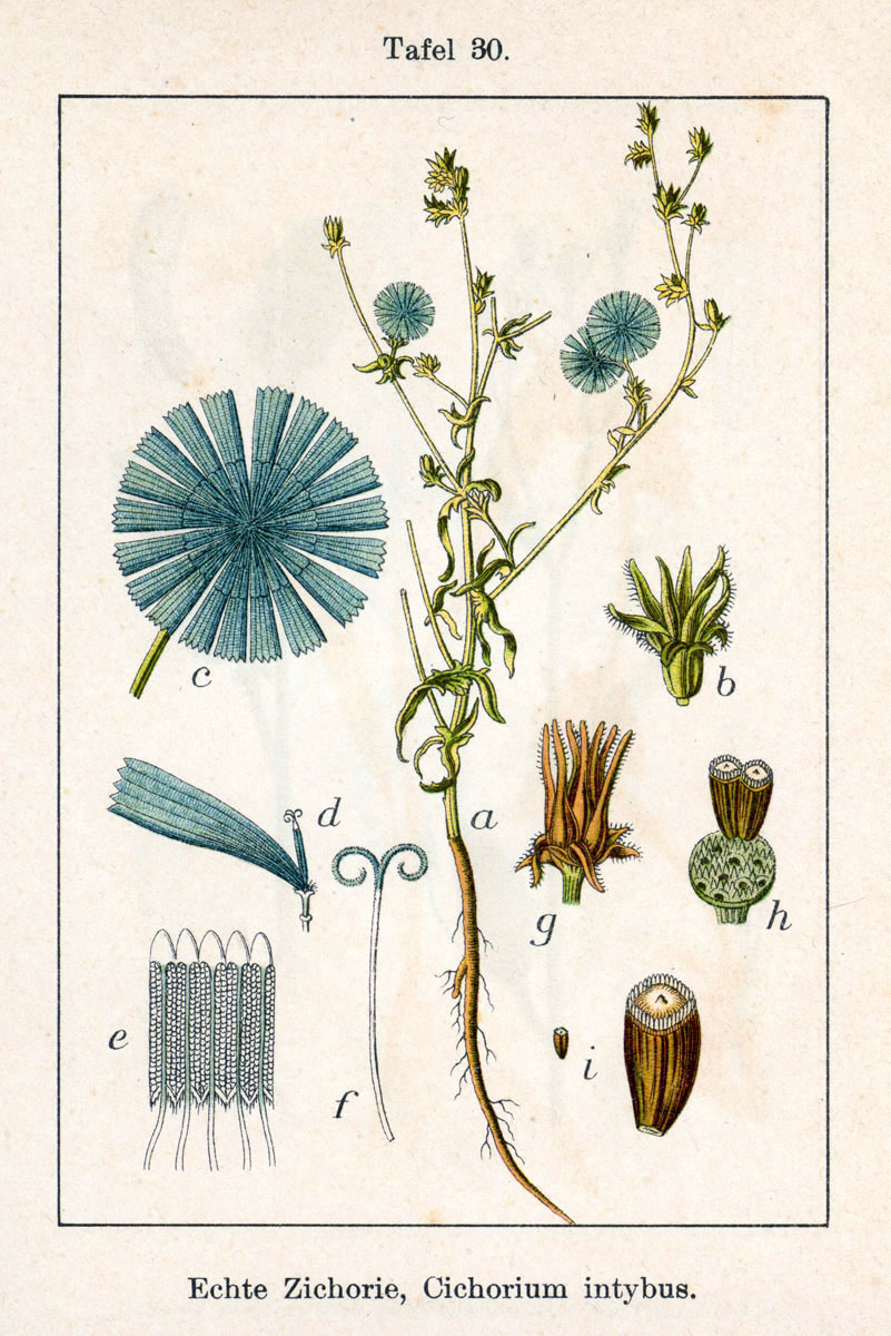 Chicory (Chikorè) — Cichorium intybus, used in Haitian and Caribbean herbal tradition