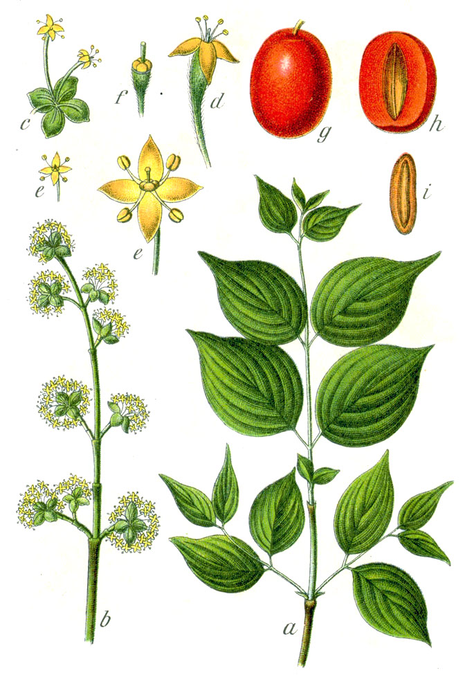 Cornelian cherry (Kòn seriz) — Cornus mas, used in Haitian and Caribbean herbal tradition
