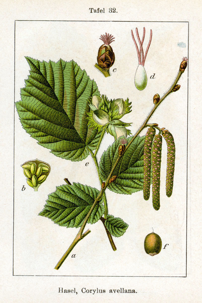 Hazel (Nwazèt) — Corylus avellana, used in Haitian and Caribbean herbal tradition