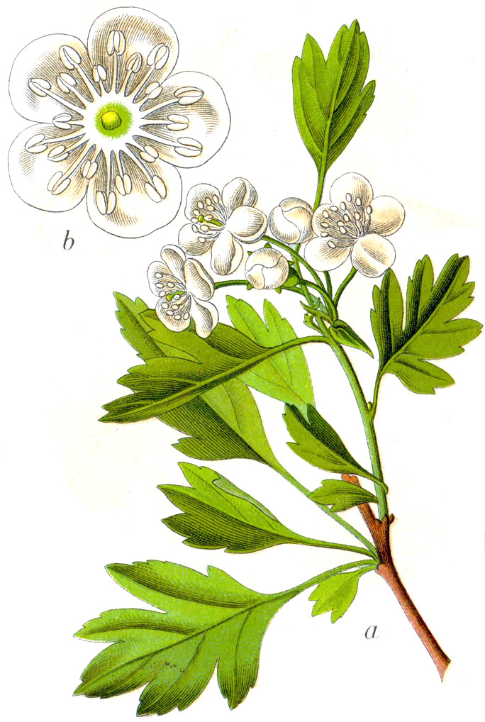 Hawthorn (Obepin) — Crataegus monogyna, used in Haitian and Caribbean herbal tradition