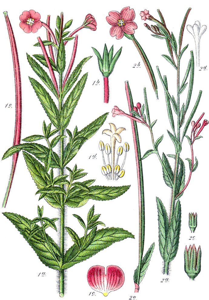 Willowherb (Zèb pwosta) — Epilobium parviflorum, used in Haitian and Caribbean herbal tradition