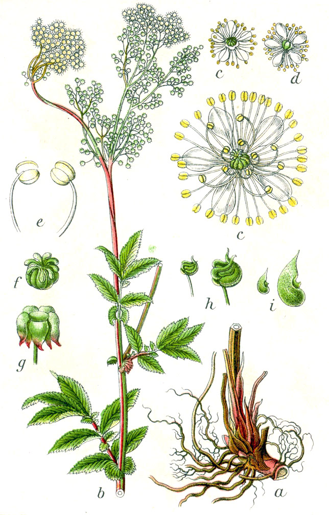 Meadowsweet (Reyn-nan-prè) — Filipendula ulmaria, used in Haitian and Caribbean herbal tradition