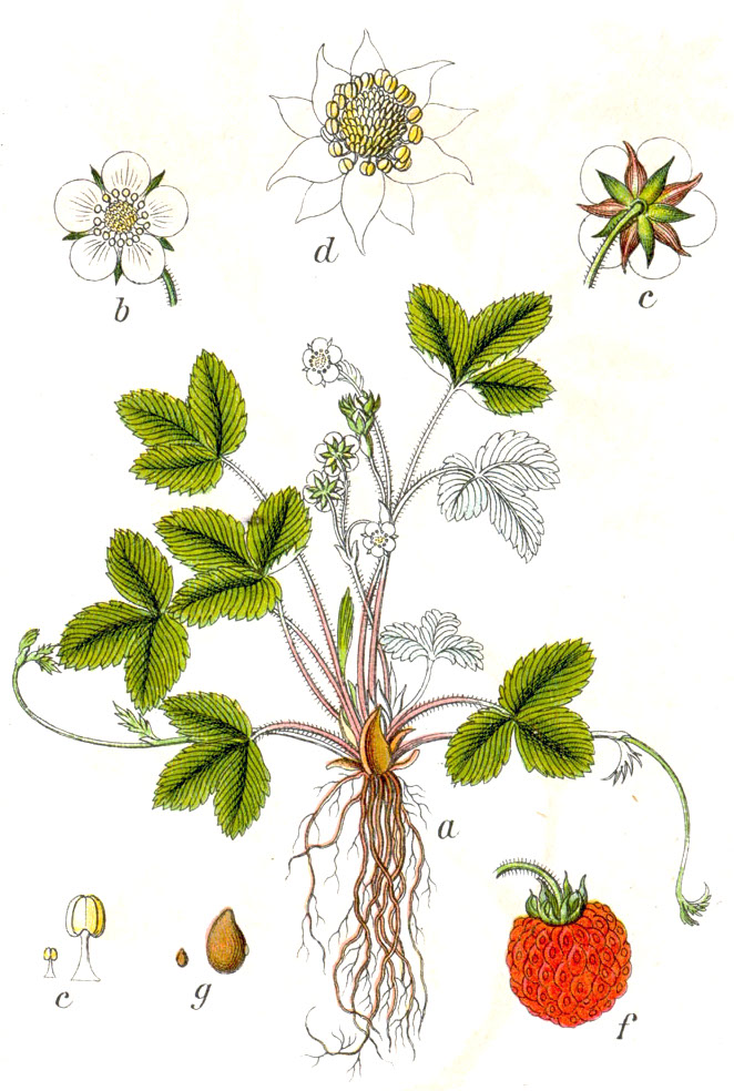 Wild strawberry (Frèz sovaj) — Fragaria vesca, used in Haitian and Caribbean herbal tradition