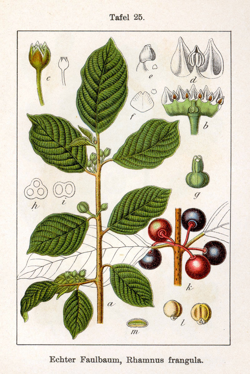 Alder buckthorn (Boudin) — Frangula alnus, used in Haitian and Caribbean herbal tradition