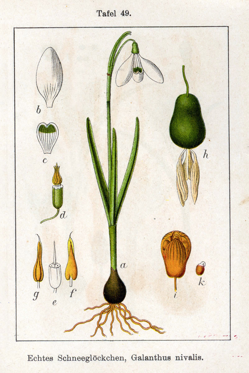 Snowdrop (Flè lanèj) — Galanthus nivalis, used in Haitian and Caribbean herbal tradition