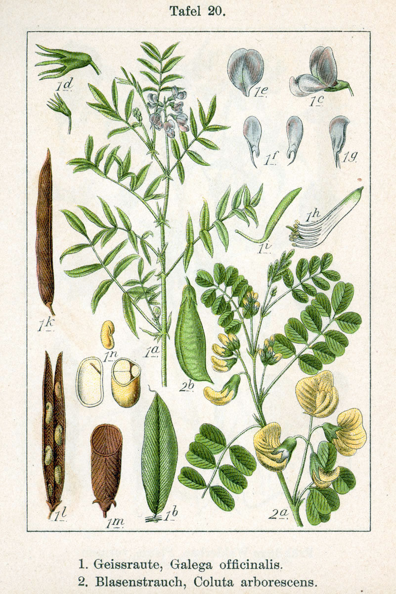 Goat's rue (Ri kabrit) — Galega officinalis, used in Haitian and Caribbean herbal tradition