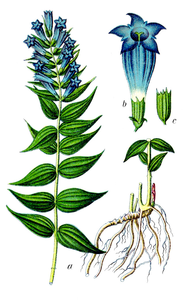 Swallow-wort gentian (Jansyan) — Gentiana asclepiadea, used in Haitian and Caribbean herbal tradition