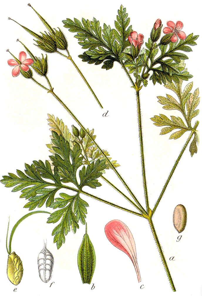 Herb robert (Zèb Wobè) — Geranium robertianum, used in Haitian and Caribbean herbal tradition