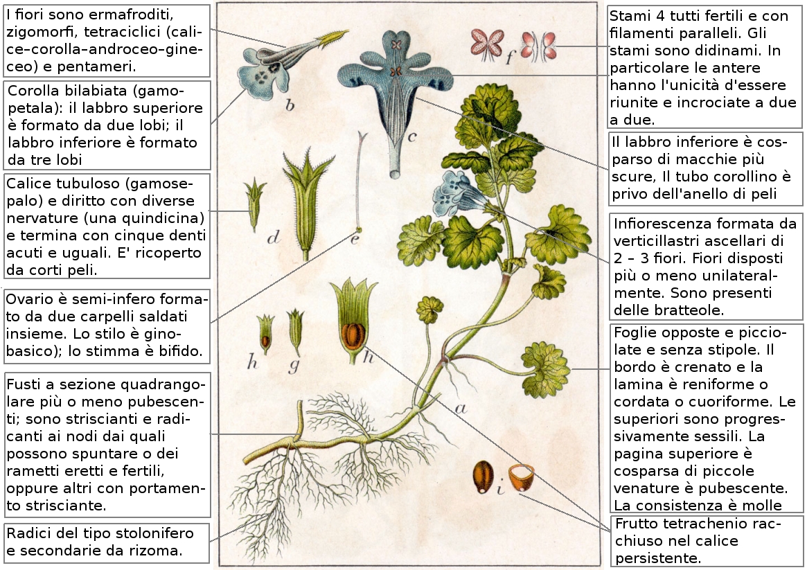 Ground ivy (Lyè tè) — Glechoma hederacea, used in Haitian and Caribbean herbal tradition