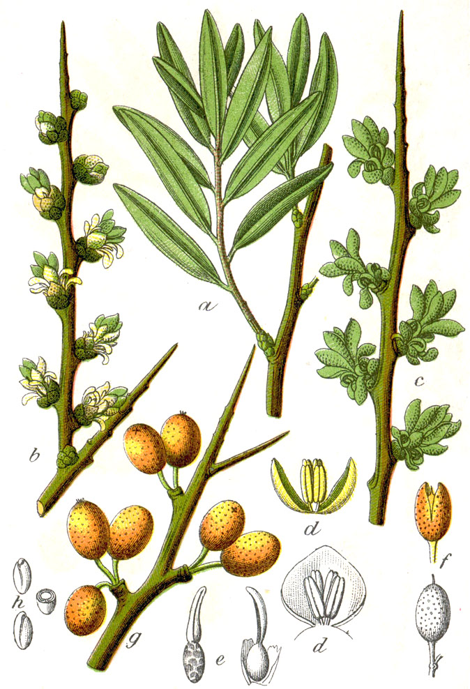 Sea buckthorn (Agoussye) — Hippophae rhamnoides, used in Haitian and Caribbean herbal tradition