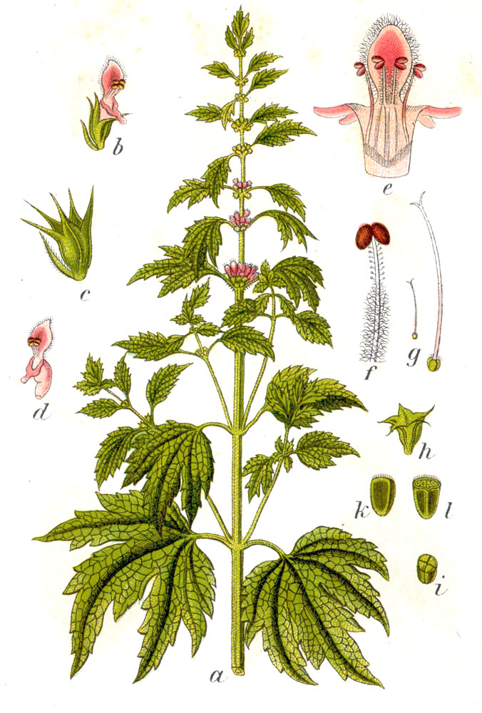 Motherwort (Kè manman) — Leonurus cardiaca, used in Haitian and Caribbean herbal tradition
