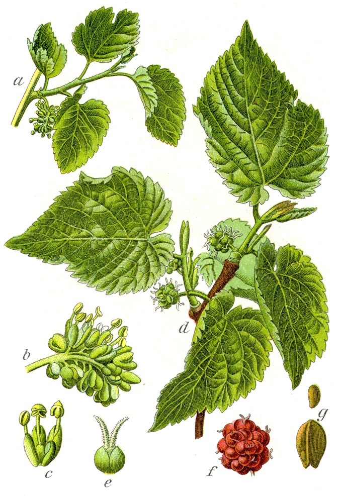 Black mulberry (Mye nwa) — Morus nigra, used in Haitian and Caribbean herbal tradition