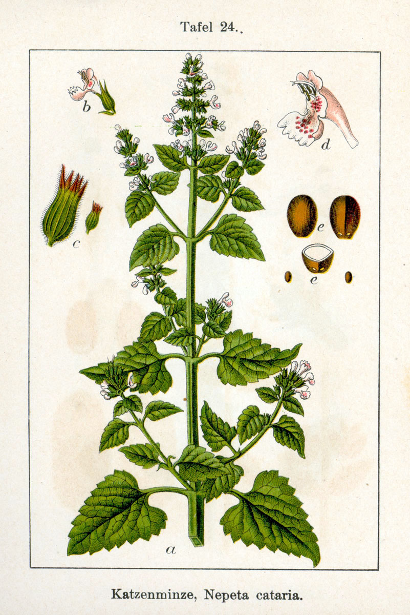 Catmint (Katmènt) — Nepeta cataria, used in Haitian and Caribbean herbal tradition