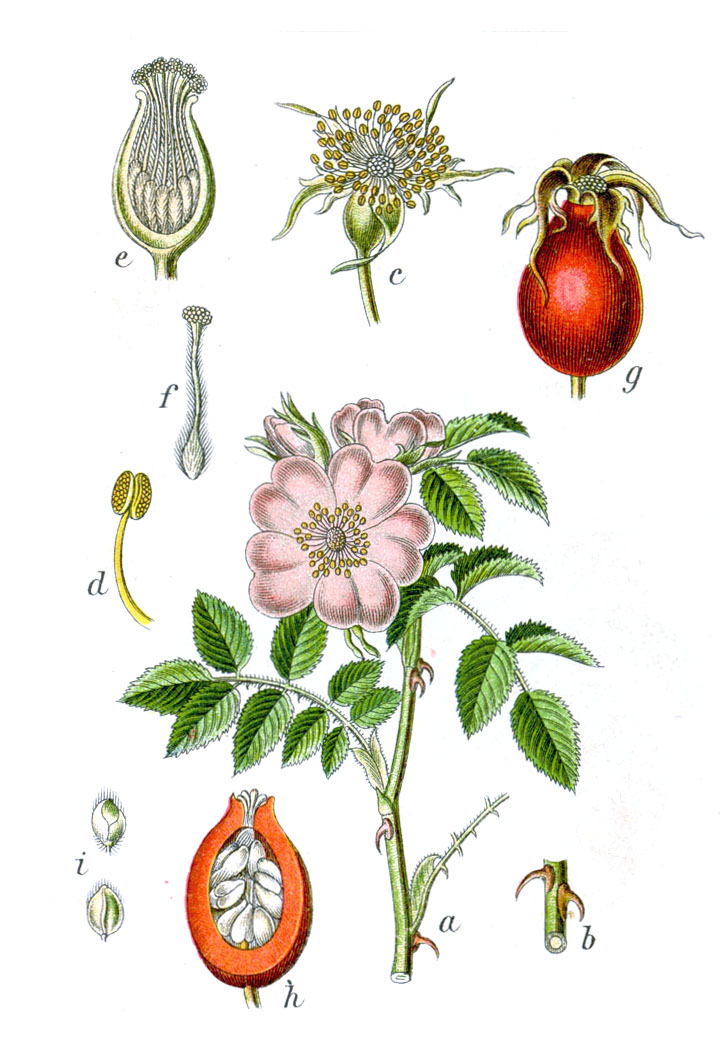 Rose hip (Grenn wozo sovaj) — Rosa canina, used in Haitian and Caribbean herbal tradition