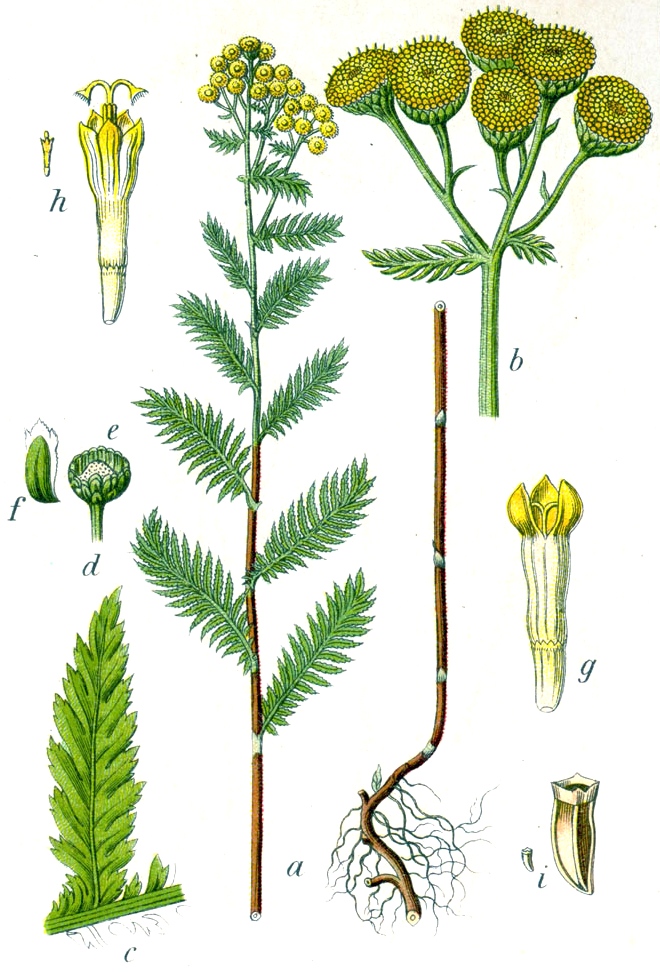 Tansy (Tanezi) — Tanacetum vulgare, used in Haitian and Caribbean herbal tradition