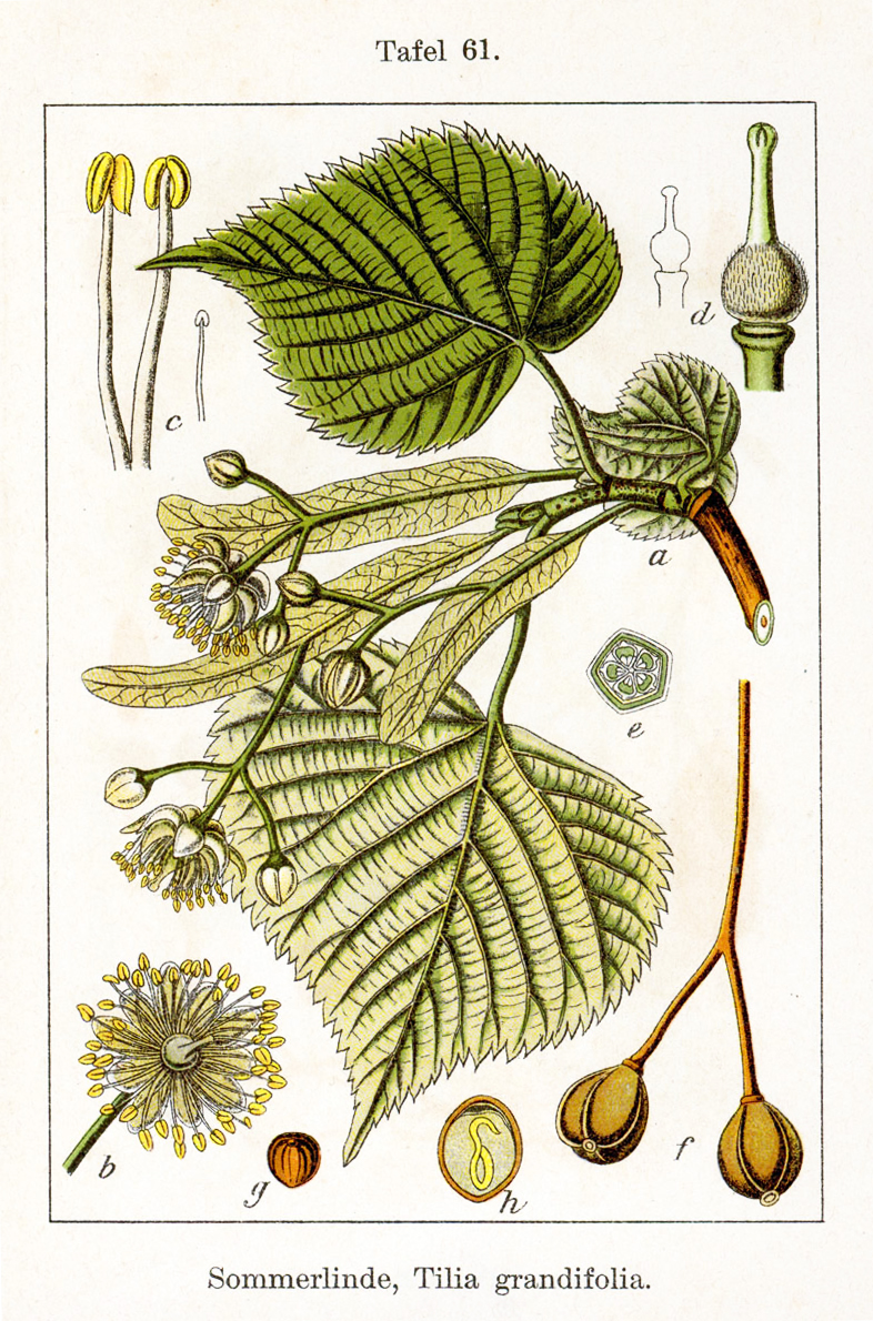 Linden/Lime tree (Tiyè) — Tilia platyphyllos, used in Haitian and Caribbean herbal tradition