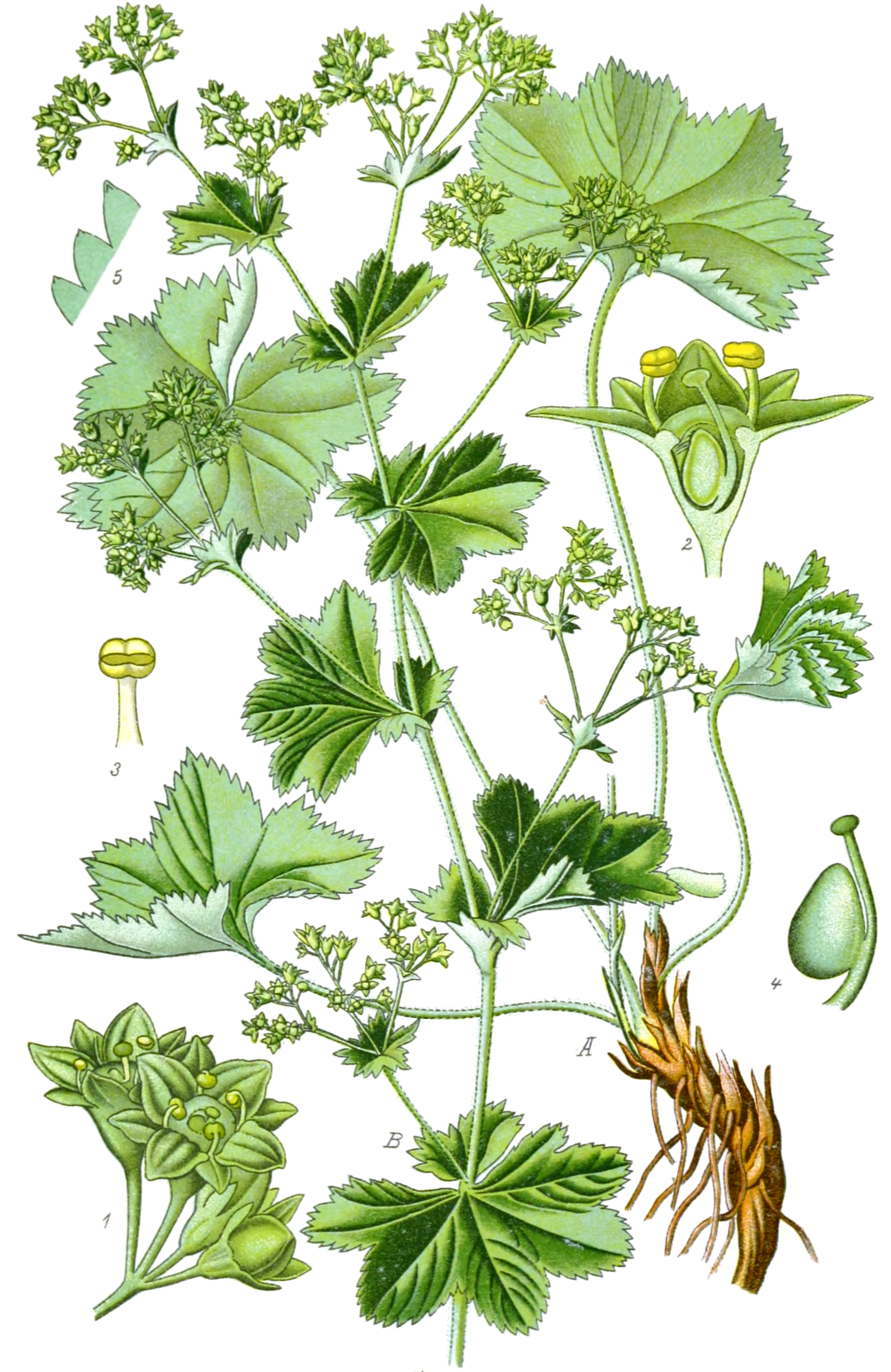 Lady's mantle (Manto dam) — Alchemilla vulgaris, used in Haitian and Caribbean herbal tradition