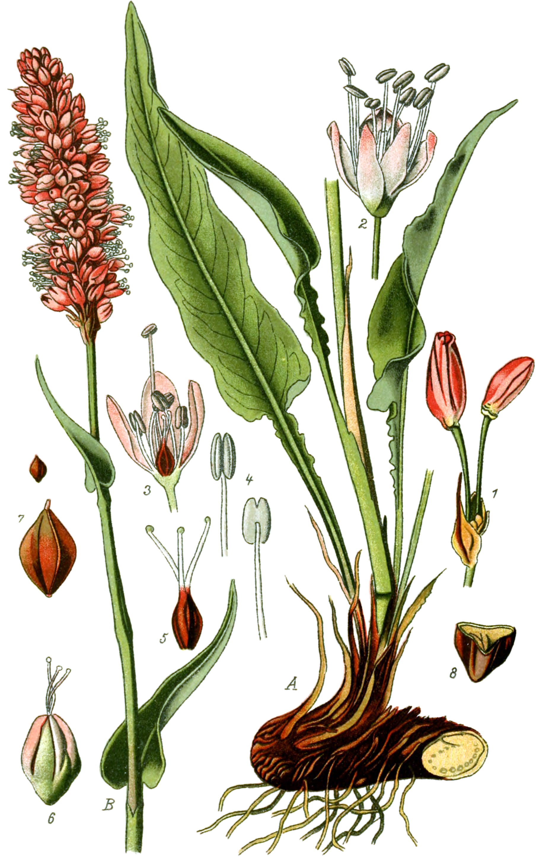 Bistort (Bistwò) — Persicaria bistorta, used in Haitian and Caribbean herbal tradition
