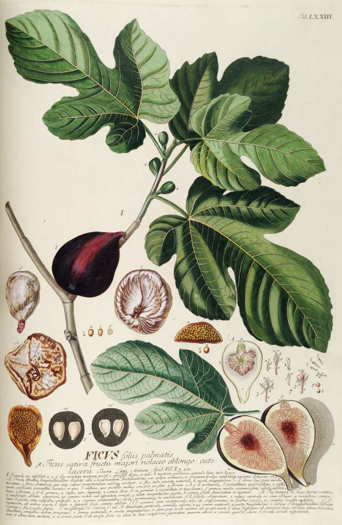 Fig (Fig) — Ficus carica, used in Haitian and Caribbean herbal tradition