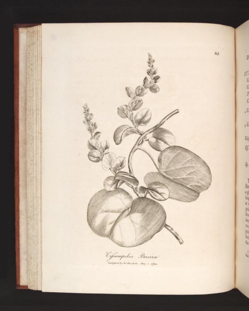 Velvetleaf (Pat chwal) — Cissampelos pareira, used in Haitian and Caribbean herbal tradition