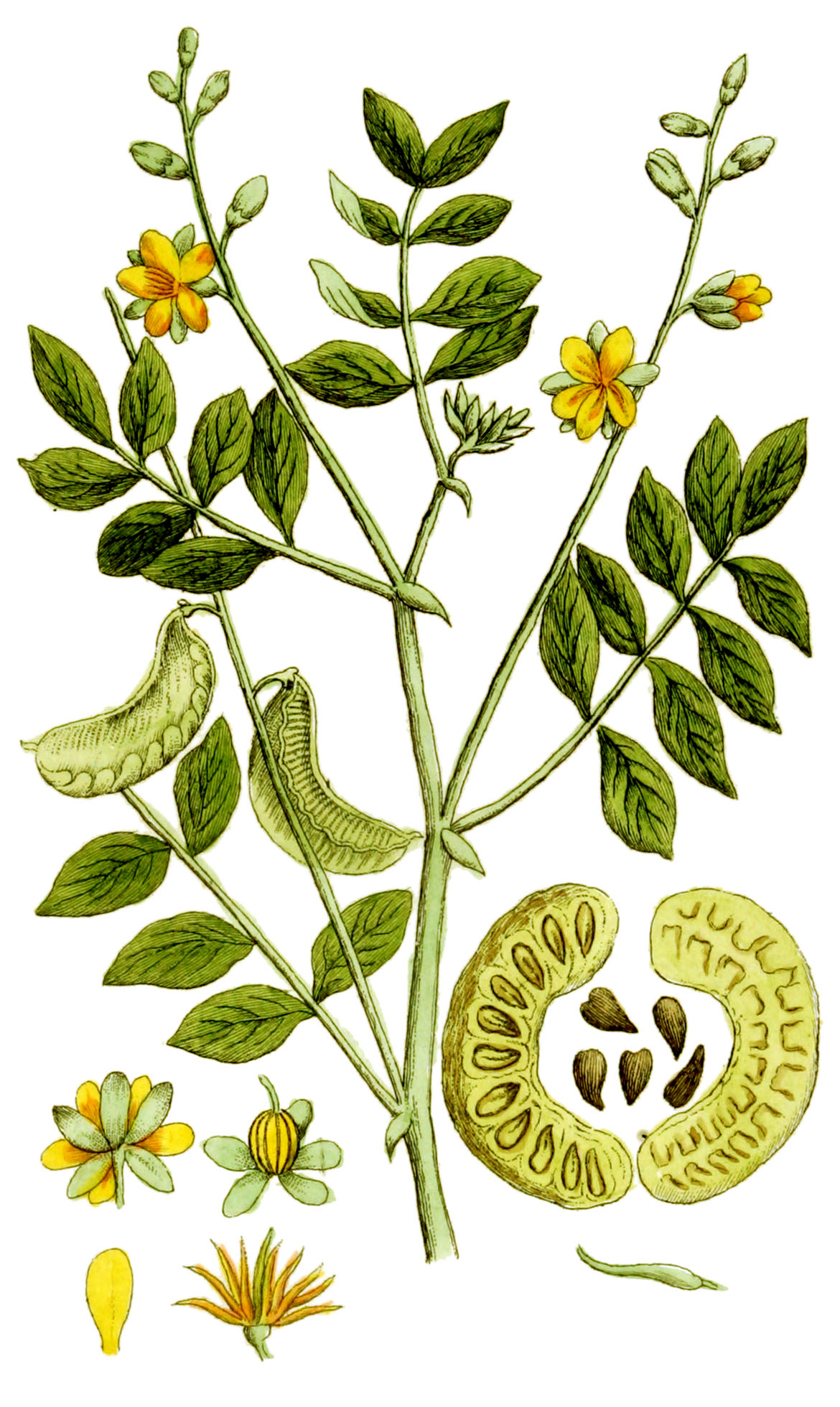 Senna (Sene) — Cassia senna, used in Haitian and Caribbean herbal tradition